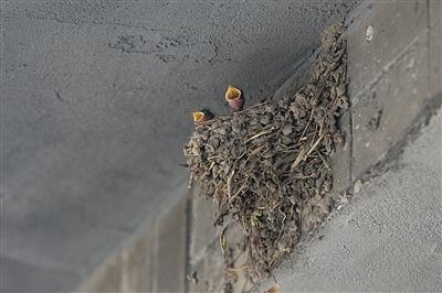 燕子重回北京后海项目负责人将继续增加人工巢