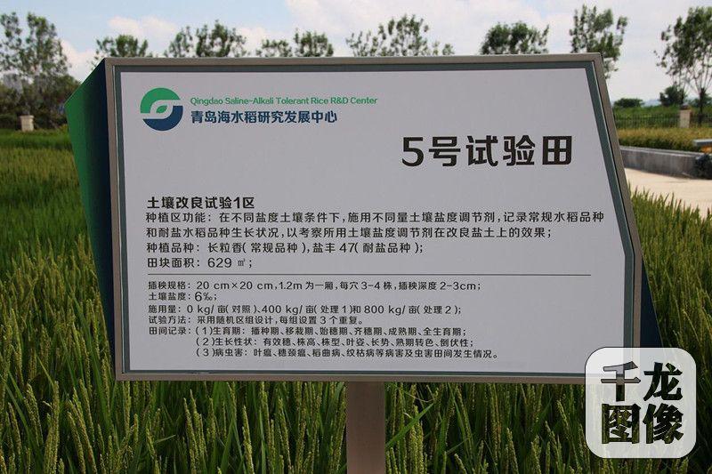 图为海水稻-盐碱地改良试验800_533