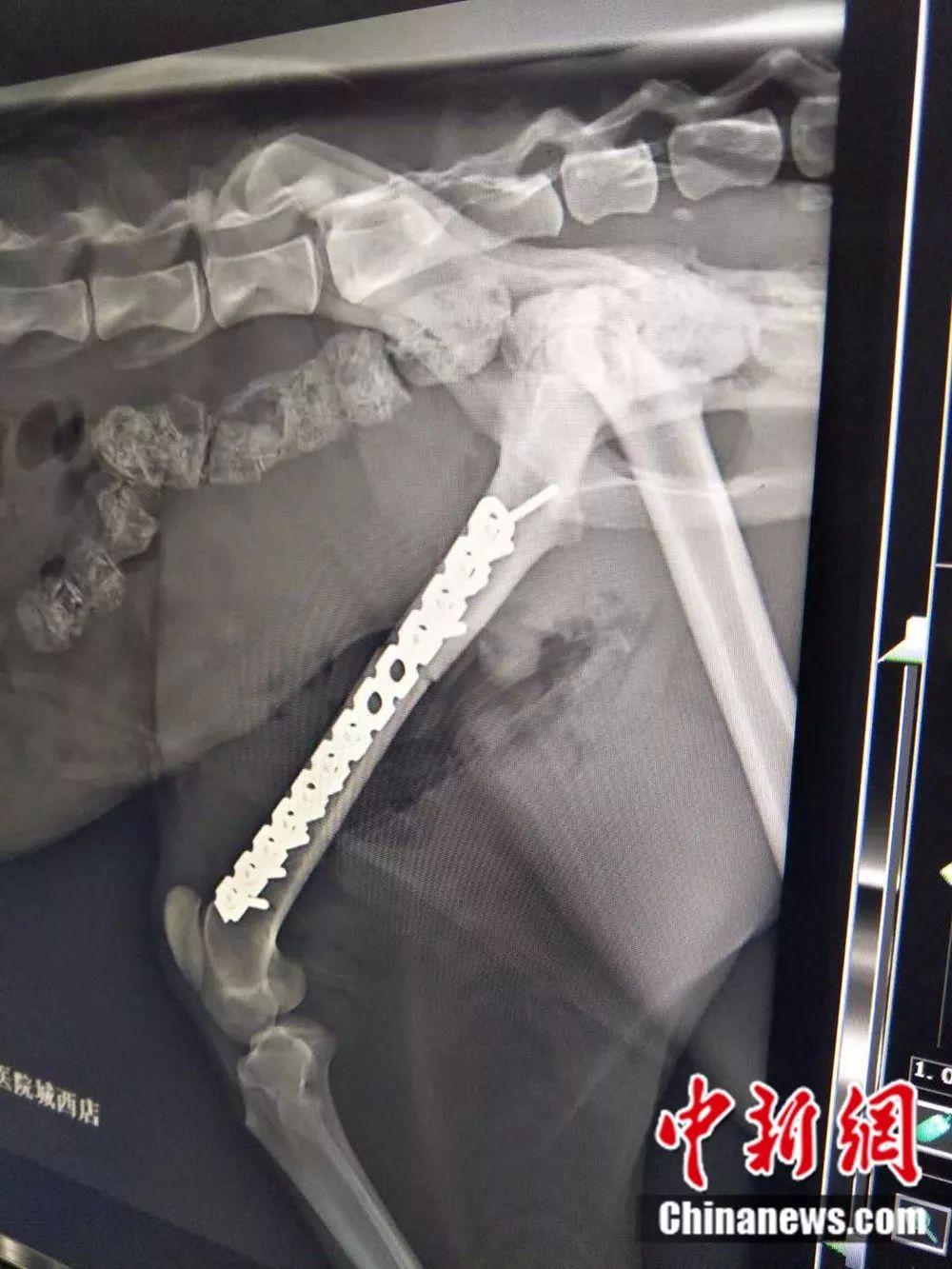 受伤雪豹体内打入的钢钉.