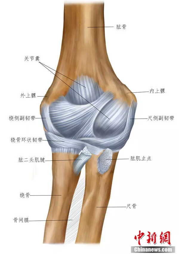 胳膊肘关节解剖图图片