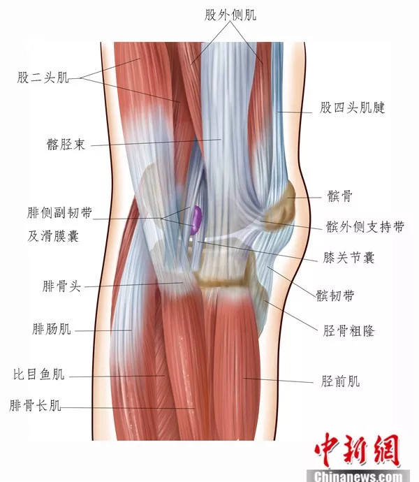 膝盖韧带结构图图片