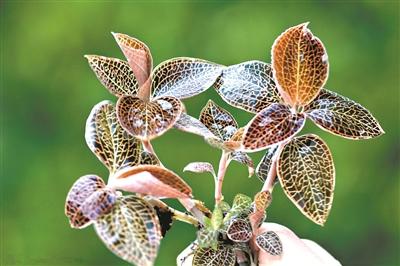 野生金线风一药难求