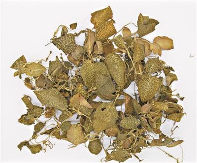 野生"金线风"一药难求?