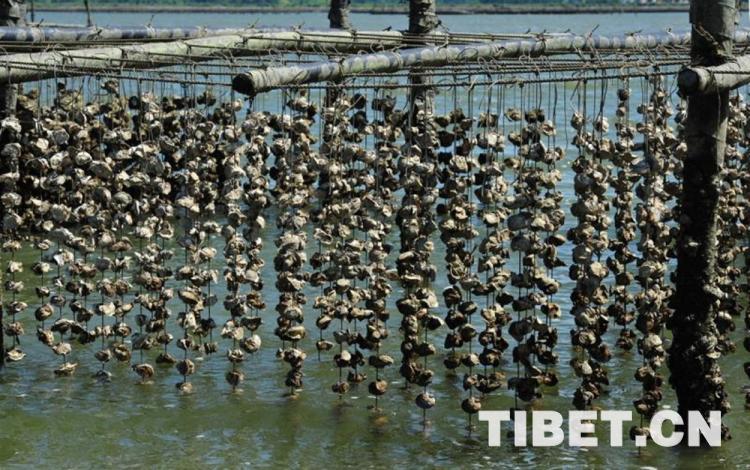 探访中国蚝乡养殖产业看高品质生蚝如何长成