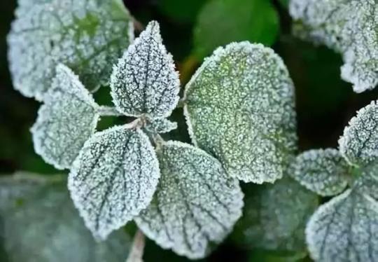 今日霜降此刻拳拳在念念你两鬓霜白