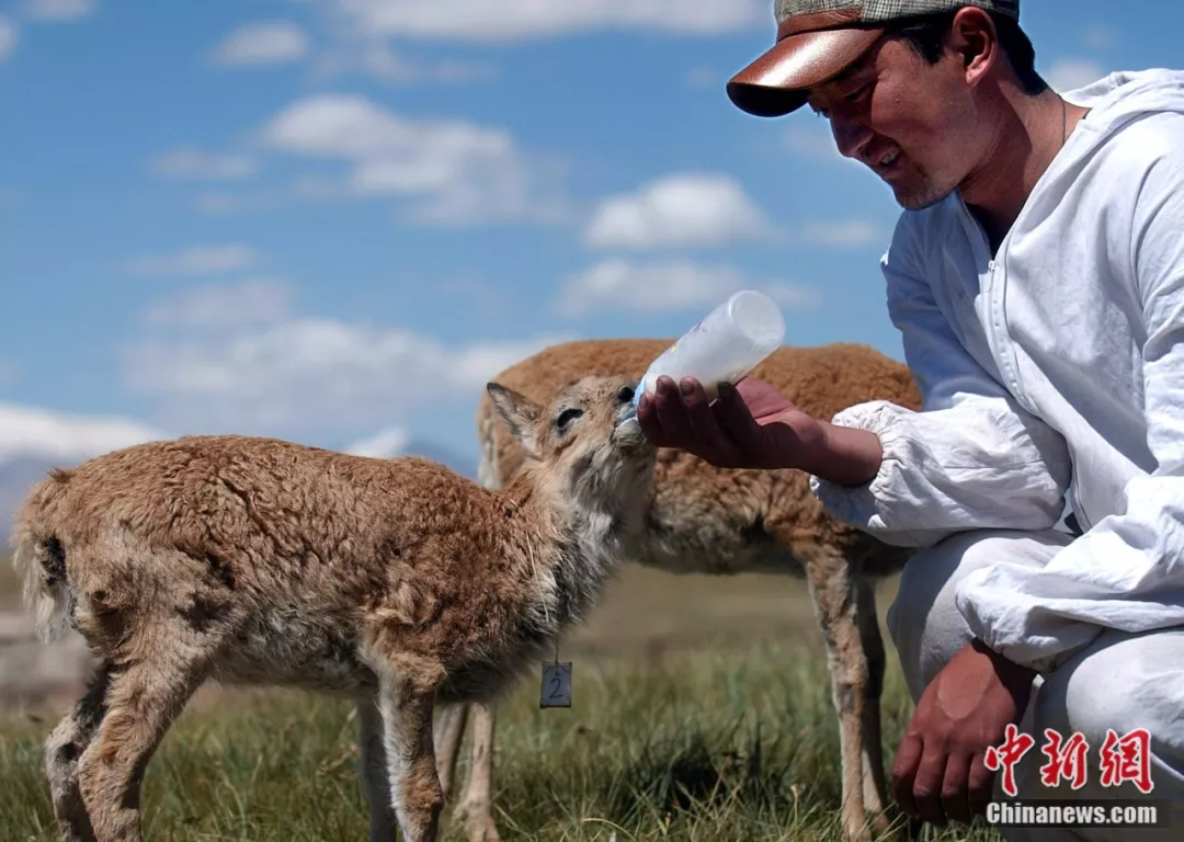 可可西里国家级自然保护区管理局 供图直到现在,巡山队员赵新录跟队友