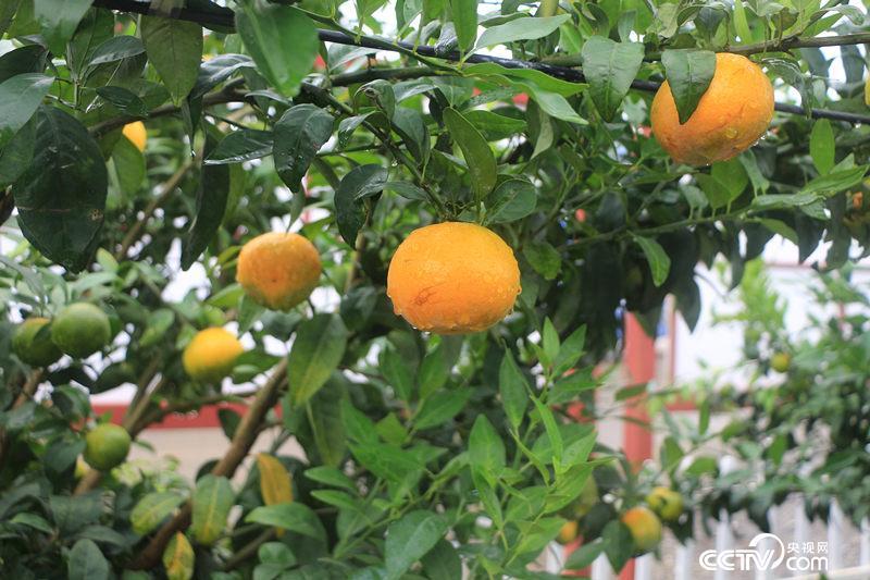 今年挂果的柑橘。(何川/摄)