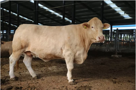 牛人祁兴磊培育中国自主知识产权第一牛