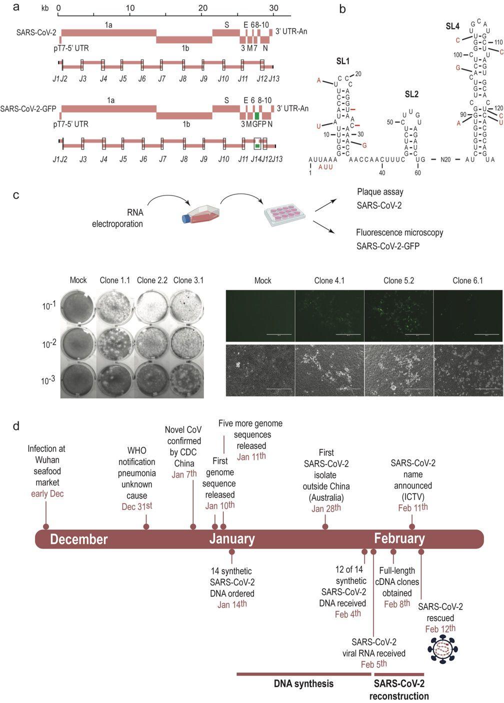 人类首次人工合成活新冠病毒瑞士团队利用已知基因序列构建