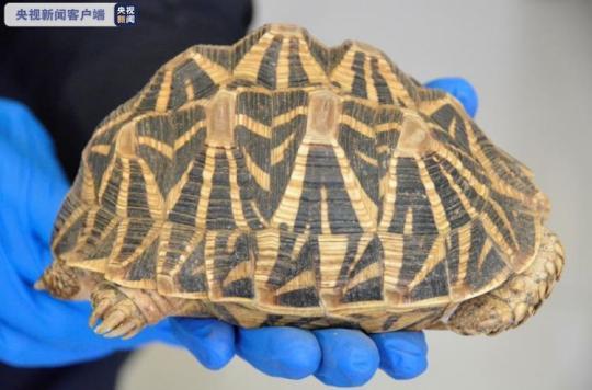 林业绿化局,济南动物园专家初步认定为国家一级保护动物辐纹陆龟一只