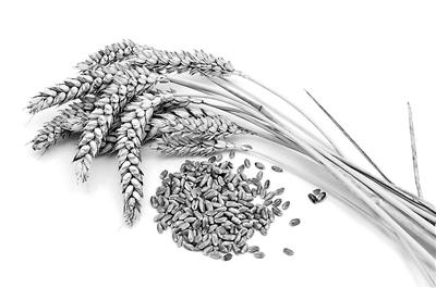 全谷物中膳食纤维素成分高 如何吃对门道