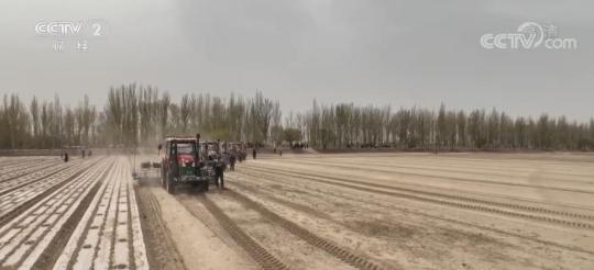 新疆省棉农选用“干播湿出”栽培技术 棉絮发芽率从80%提升到90%以上