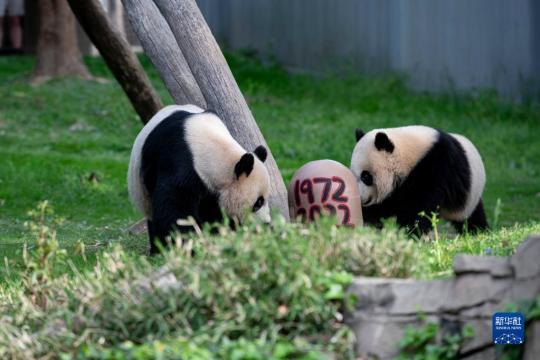记英国史密森学好我国野生动物园庆贺熊猫抵美暨大熊猫新项目50周年纪念