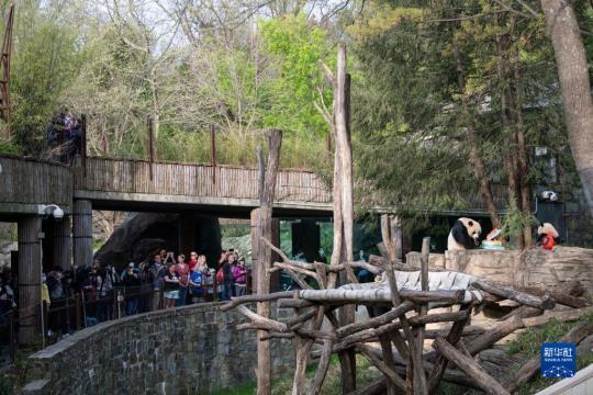 记英国史密森学好我国野生动物园庆贺熊猫抵美暨大熊猫新项目50周年纪念
