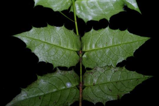 极度濒危绿色植物“避世”近百年重现