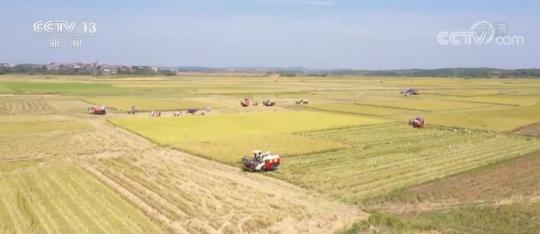 中国农民丰收节 | 金色稻浪滚滚 农民喜迎丰收
