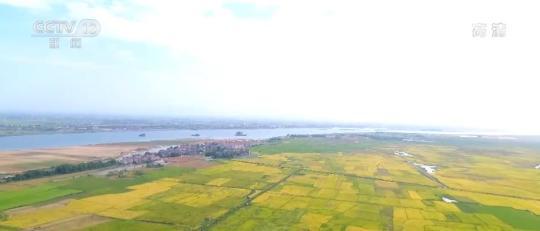 中国农民丰收节 | 金色稻浪滚滚 农民喜迎丰收