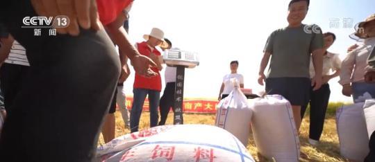 中国农民丰收节 | 金色稻浪滚滚 农民喜迎丰收