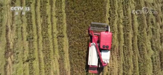 中国农民丰收节 | 金色稻浪滚滚 农民喜迎丰收