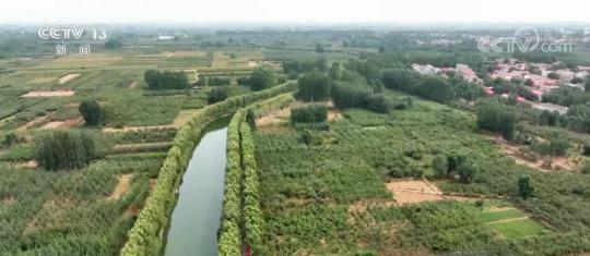 在希望的田野上 | 20万亩梨园迎丰收 梨农尽享丰收喜悦