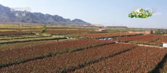 高粱迎丰收 因地制宜发展旱作农业