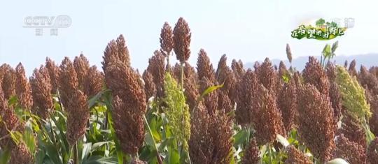 高粱迎丰收 因地制宜发展旱作农业