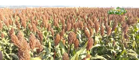 高粱迎丰收 因地制宜发展旱作农业