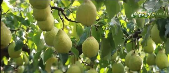 在希望的田野上 | 20万亩梨园迎丰收 梨农尽享丰收喜悦