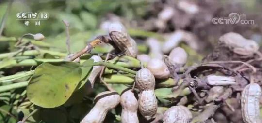 在希望的田野上 | 3.5万亩花生迎丰收 “小花生”变成致富“金豆豆”