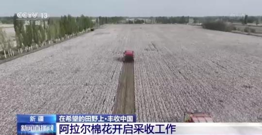“科技范”种收！新疆阿拉尔产出高品质棉花