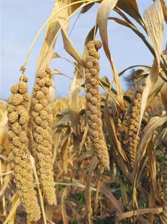 农业科技让黄土高原告别靠天吃饭