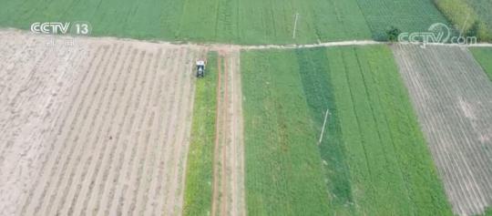 在希望的田野上 | 新品种新技术带动增产增效 河南油料作物喜获丰收