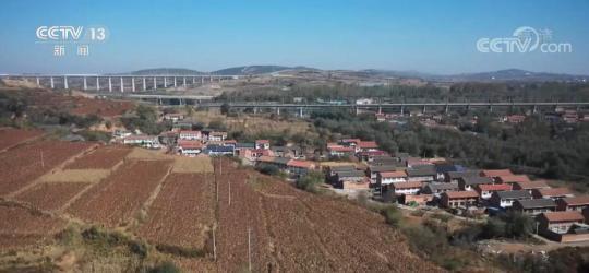 山西長(cháng)治高粱豐收 當地因地制宜助農增收致富