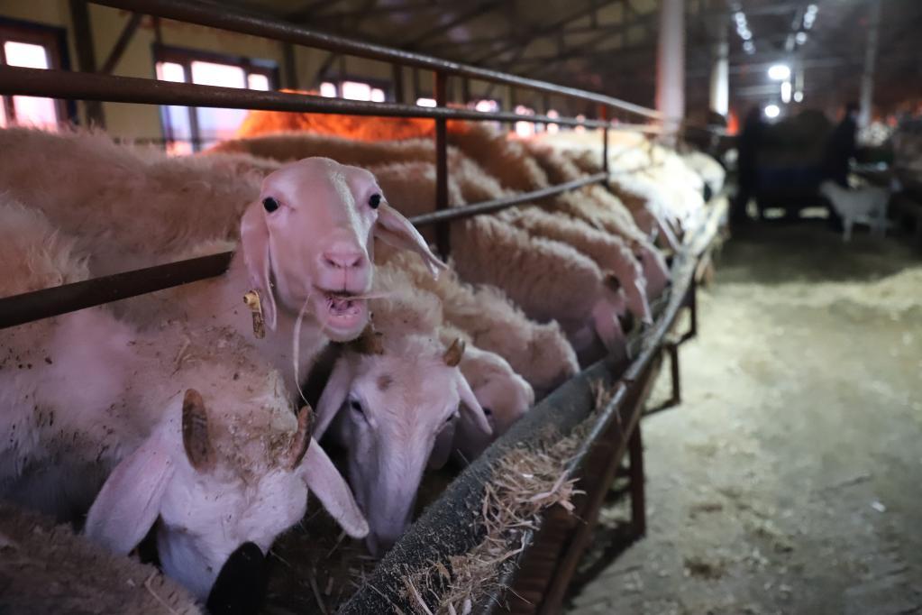 黑龙江依兰：特色产业让增收路越走越宽