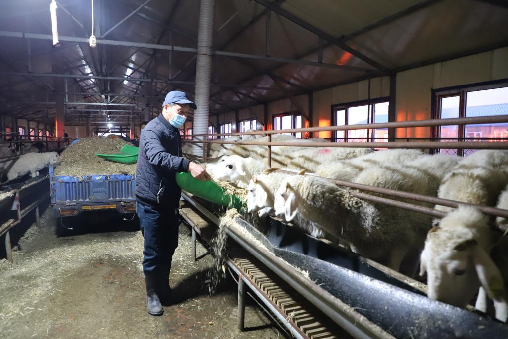 黑龙江依兰：特色产业让增收路越走越宽