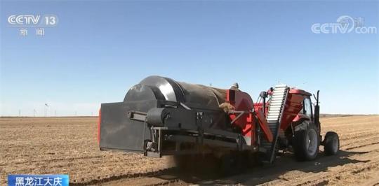 田间一片丰收景象 黑龙江大庆油莎豆迎来收获