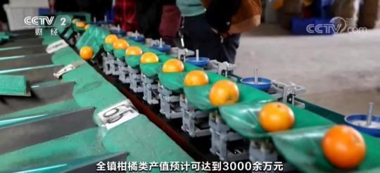 柑橘迎丰收 鼓起农民“钱袋子”