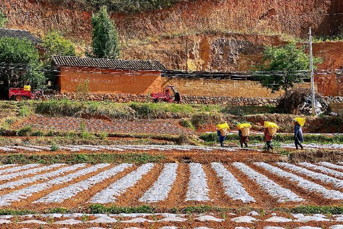 赛过西式薯片  日拼十万袋的中式“农科院土豆片”走出云贵川