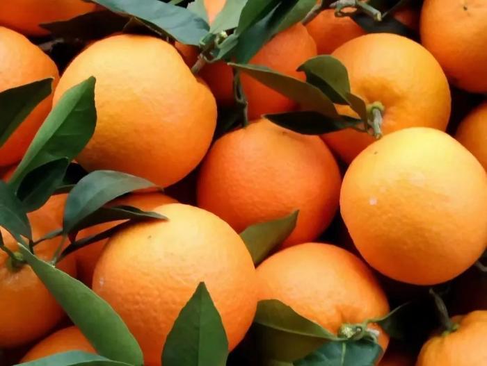 金融生鲜季丨果园换种，柑橘树变“摇钱树”
