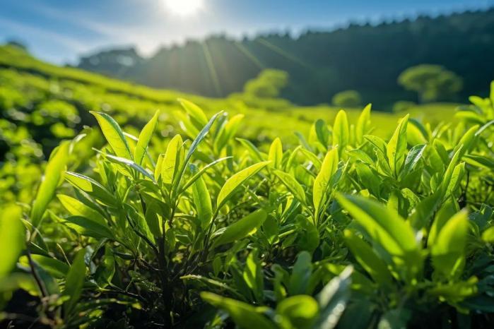 助农政策为乡村振兴提供了“金钥匙”｜从一片茶叶看乡村振兴