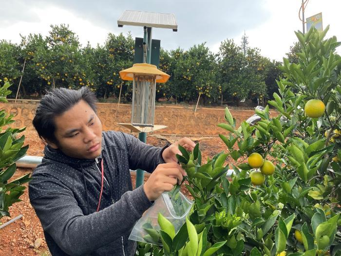 科技小院助力褚橙再升级