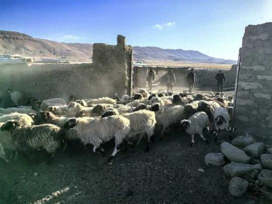 西藏岗巴县岗巴镇雪村：过上喜气“羊羊”的好日子