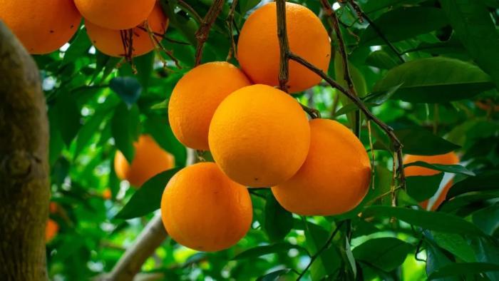 金融生鲜季丨金融“活水”浇灌出巴渝色彩