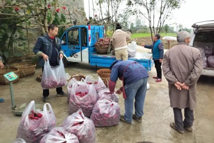 金融生鲜季丨金融“活水”浇灌出巴渝色彩
