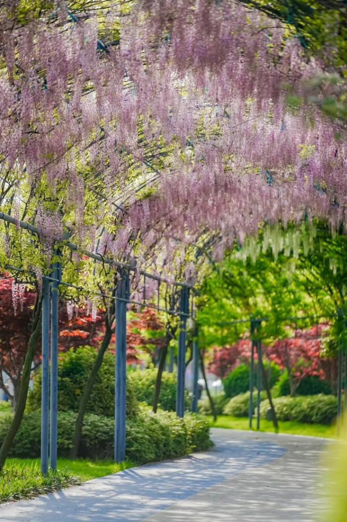 2024歐普照明紫藤花節暨企業(yè)開(kāi)放周開(kāi)幕：共同書(shū)寫(xiě)“光合故事” 探討未來(lái)跨領(lǐng)域共建的發(fā)展方向