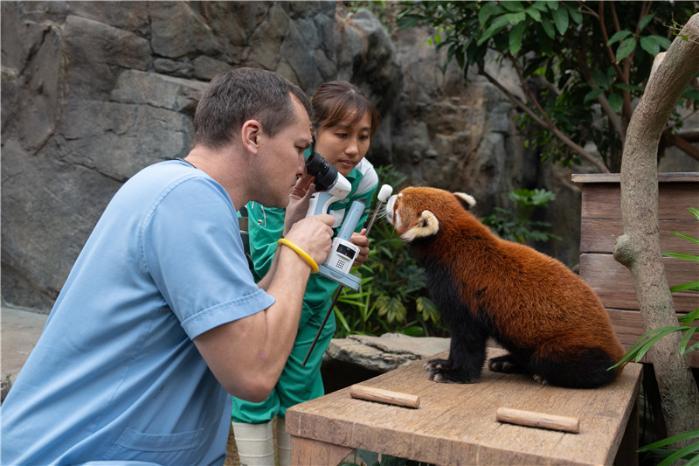 香港海洋公园兽医团队为小熊买进行例行检查。(香港海洋公园供图)
