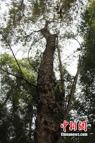 百年苦莲子树 守护明代巨儒周洪谟故居