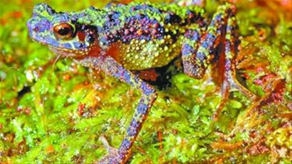 "彩虹蟾蜍"消失87年后再次出现