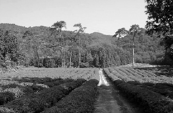 ��������ص�����:��ʱ�����ۺ��ź�����δ���