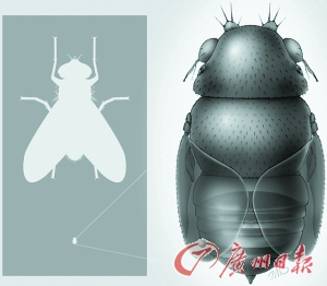 世界上最小苍蝇只有4毫米极可能是蚂蚁“杀手”